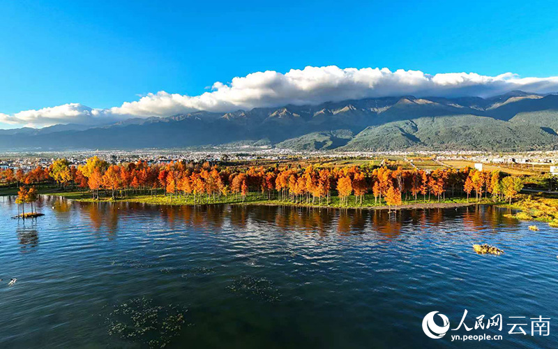 Redwood trees light up Erhai Lake with vibrant hues in SW China's Yunnan