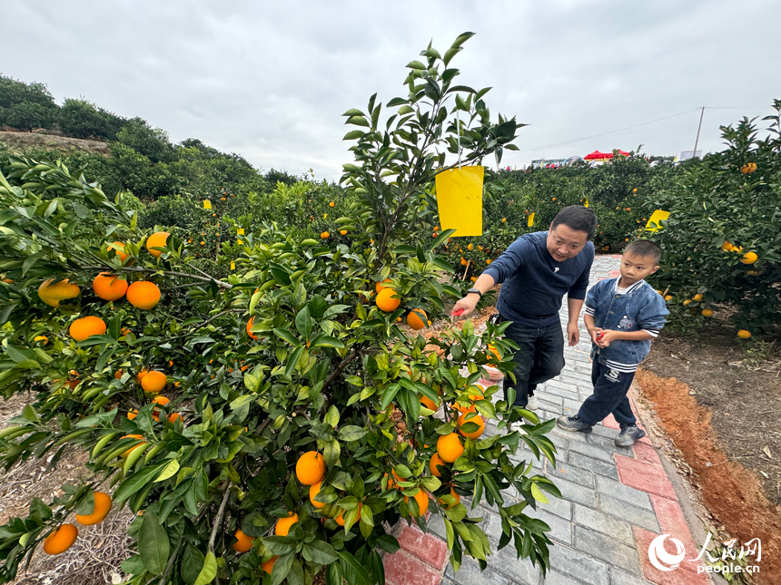 Visitors flock to harvest navel oranges in China's Jiangxi