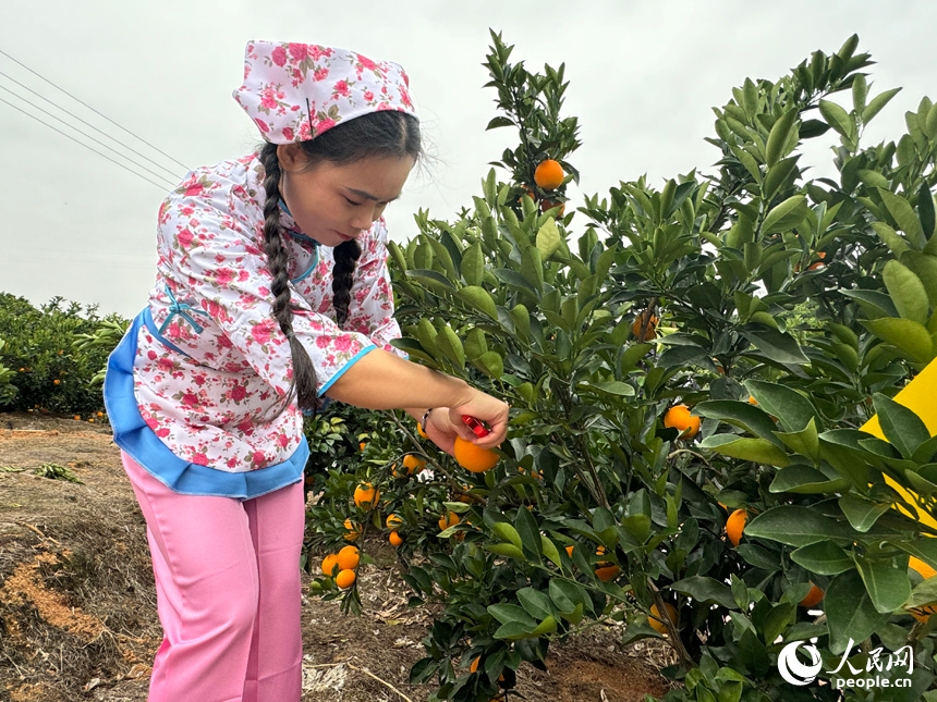 Visitors flock to harvest navel oranges in China's Jiangxi