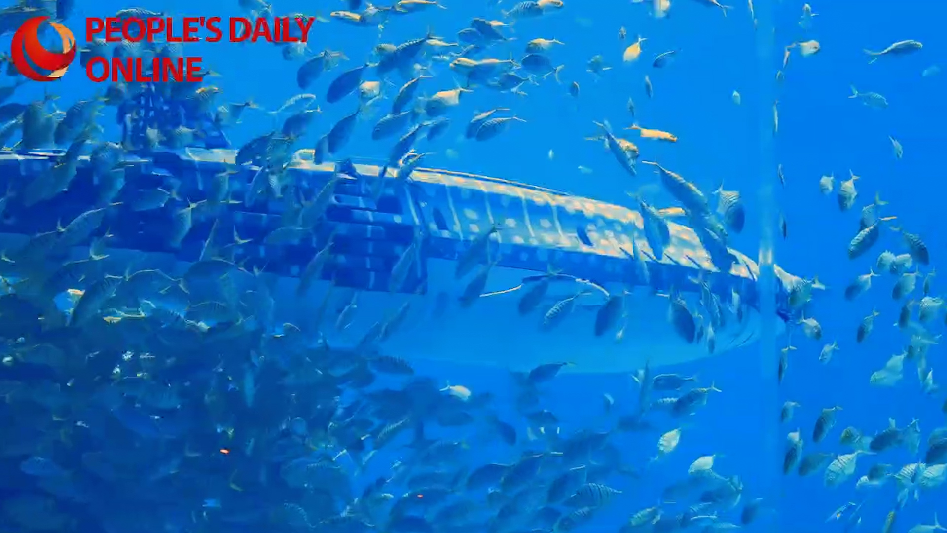 Mecha whale shark swims with fish at Shenzhen aquarium