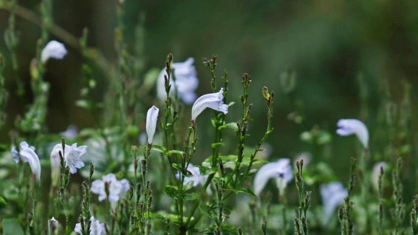 New plant species found in Yunnan