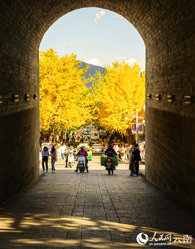 Ginkgo tree foliage decorates the old town of Dali, SW China's Yunnan in early winter