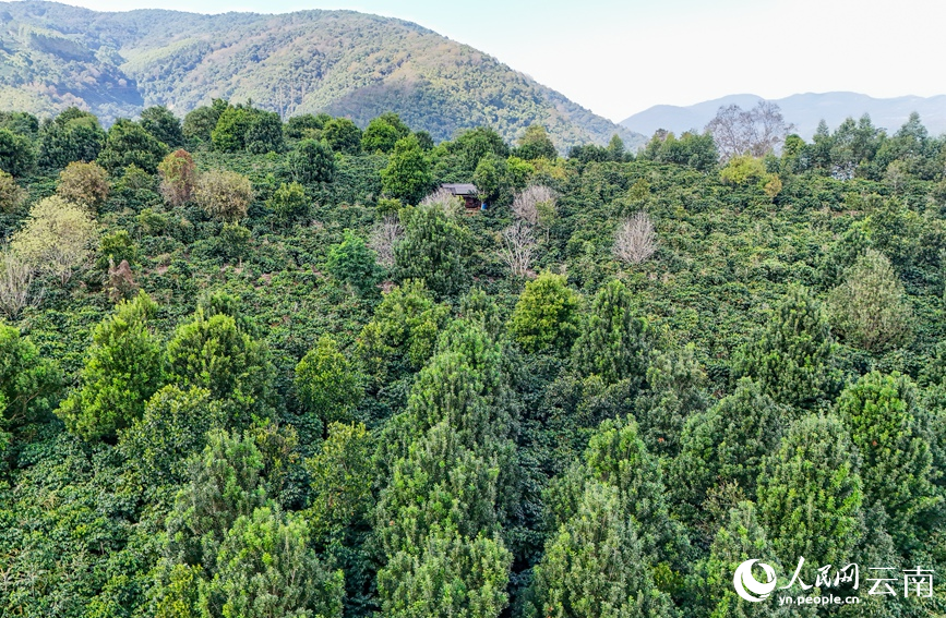 Farmers busy harvesting coffee cherries in SW China's Yunnan