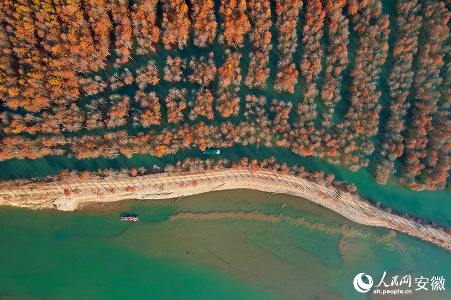 Vibrant bald cypress forests in Ningguo city, E China's Anhui enchant visitors