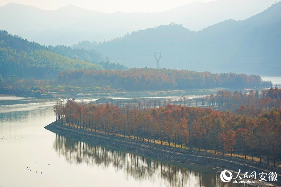 Vibrant bald cypress forests in Ningguo city, E China's Anhui enchant visitors