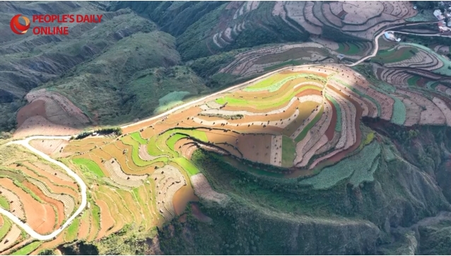 A colorful winter patchwork in SW China's Yunnan Province