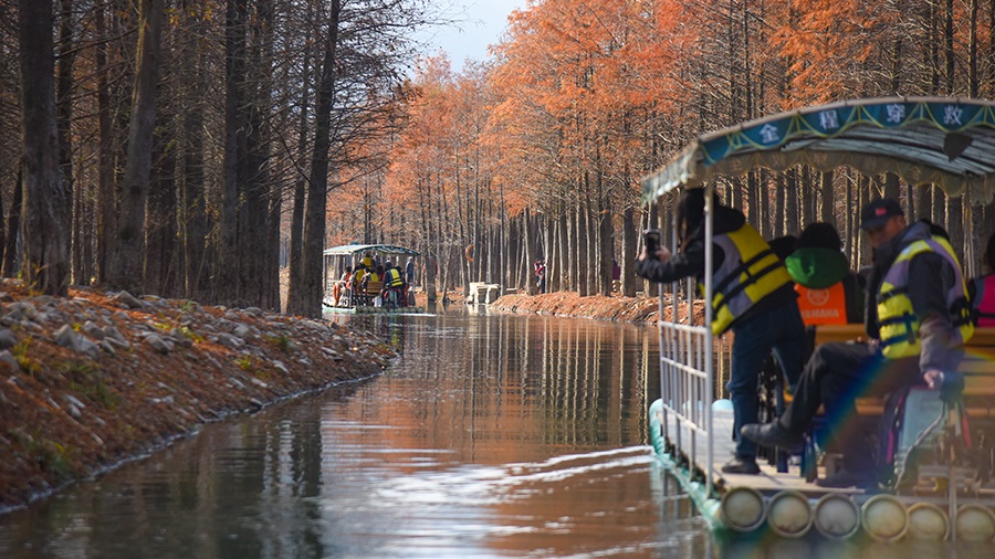 Vibrant bald cypress forests in Ningguo city, E China's Anhui enchant visitors