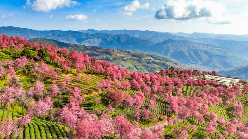 Thousands of cherry blossoms bloom as winter brings spring-like scenery to SW China's Yunnan Province