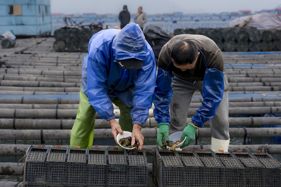 Localized breeding in Xiapu, SE China's Fujian reduces reliance on sea cucumber seedlings from northern China