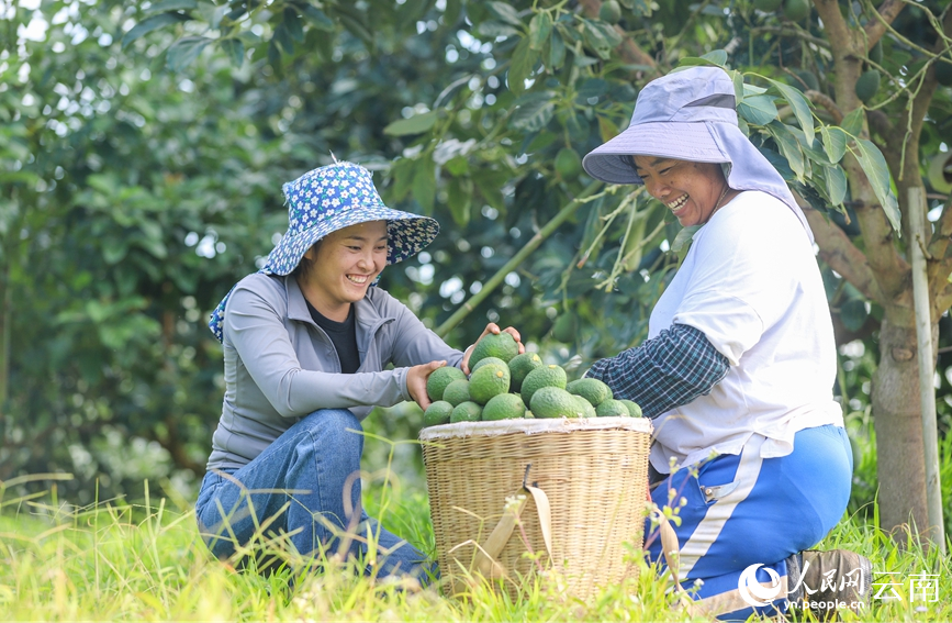 Menglian in SW China's Yunnan produces over 80 percent of country's avocados