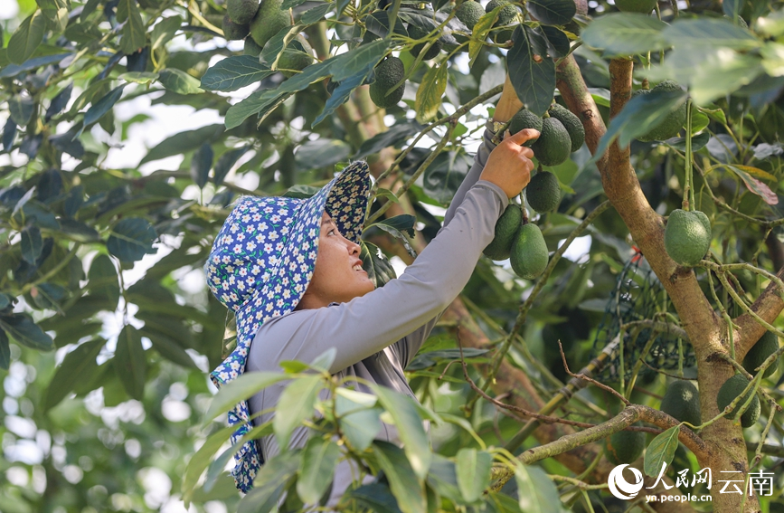 Menglian in SW China's Yunnan produces over 80 percent of country's avocados