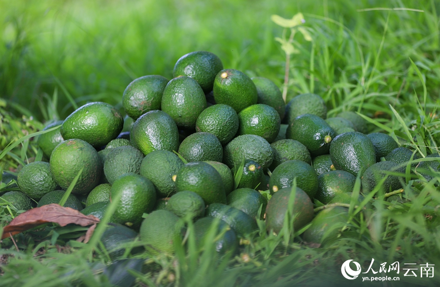 Menglian in SW China's Yunnan produces over 80 percent of country's avocados