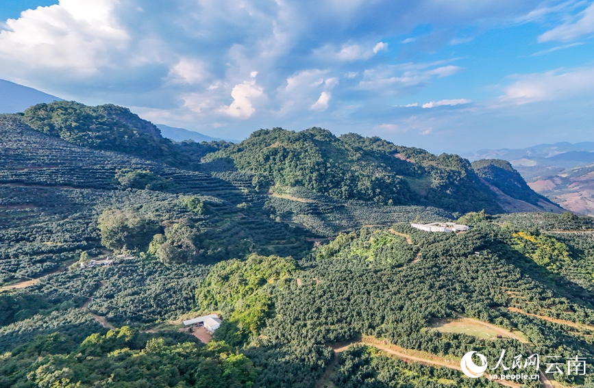 Menglian in SW China's Yunnan produces over 80 percent of country's avocados