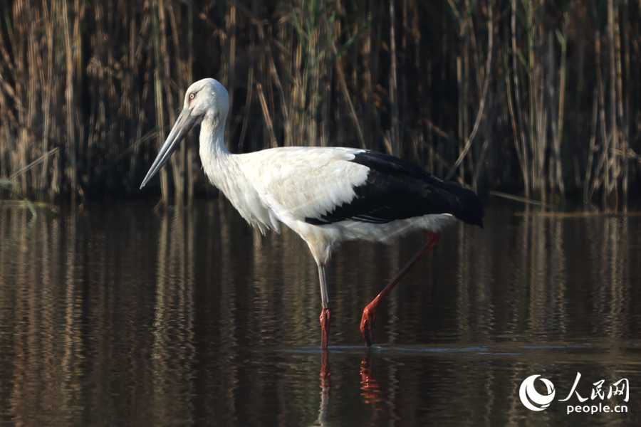 Oriental white storks seen at wetland in SE China's Fujian