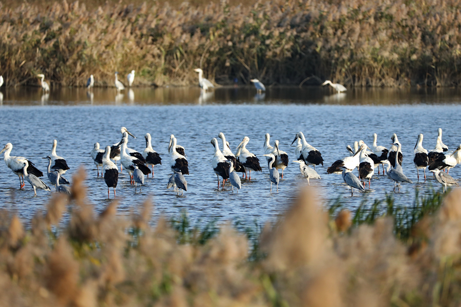 Oriental white storks seen at wetland in SE China's Fujian