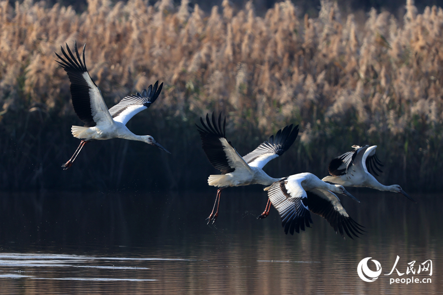 Oriental white storks seen at wetland in SE China's Fujian