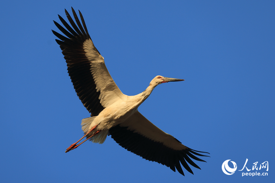 Oriental white storks seen at wetland in SE China's Fujian