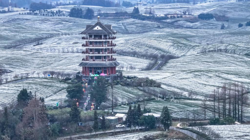 Scenery of snow-covered tea plantations in Zunyi, China's Guizhou