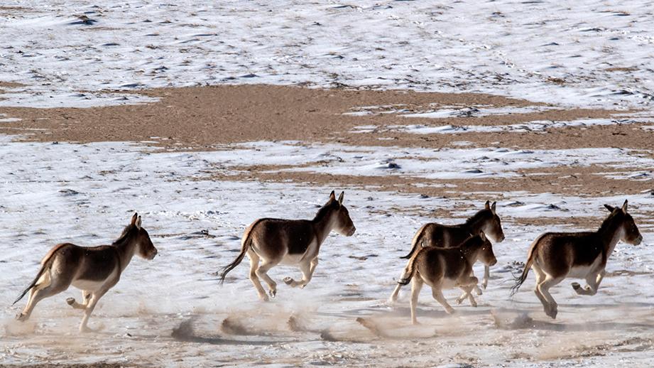 Wildlife thrives on snow-capped plateau in NW China's Gansu