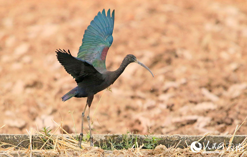 Rare glossy ibis spotted in county of SW China's Yunnan for six consecutive years