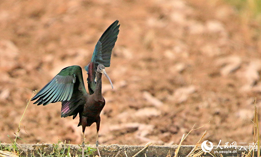 Rare glossy ibis spotted in county of SW China's Yunnan for six consecutive years