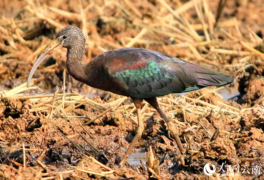 Rare glossy ibis spotted in county of SW China's Yunnan for six consecutive years