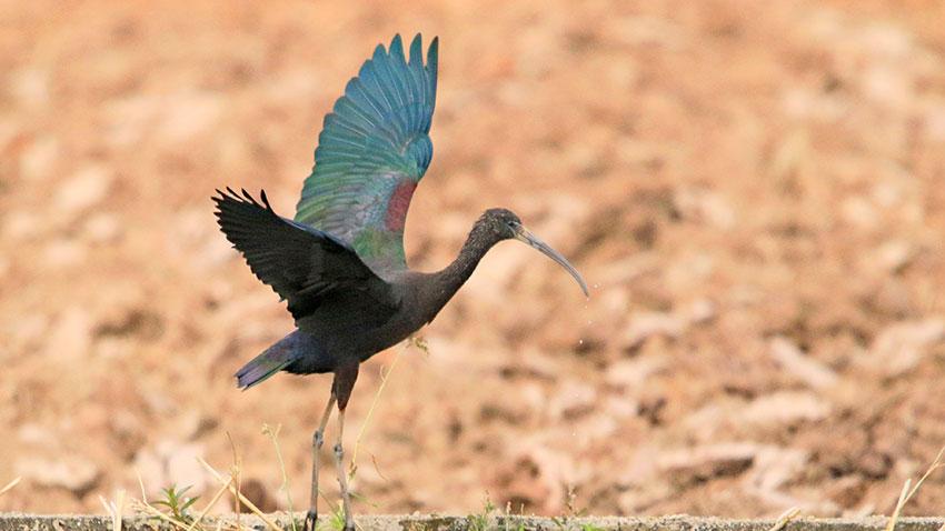 Rare glossy ibis spotted in county of SW China's Yunnan for six consecutive years