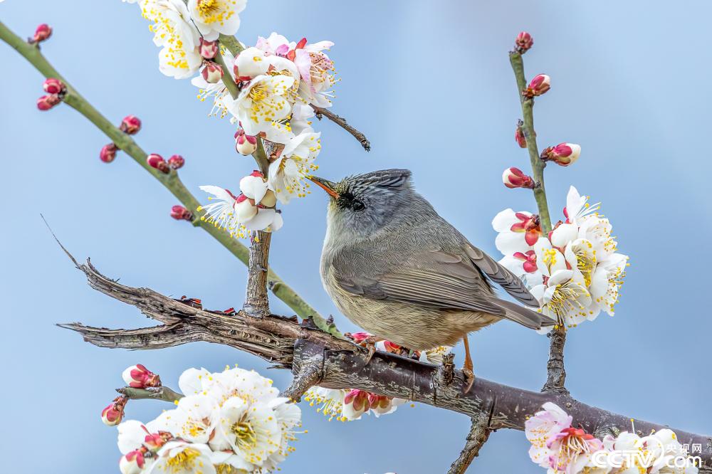 Birds flutter among blossoms like 'spring fairies' in parks of SW China's Chongqing