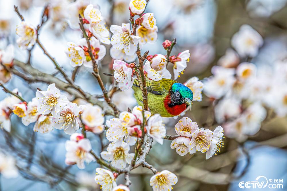 Birds flutter among blossoms like 'spring fairies' in parks of SW China's Chongqing