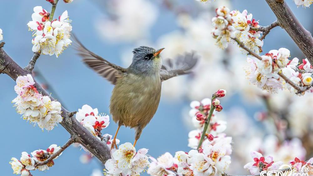 Birds flutter among blossoms like 'spring fairies' in parks of SW China's Chongqing