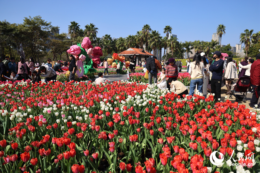 Sea of blooming tulips adds vibrant touch to Xiamen, SE China's Fujian