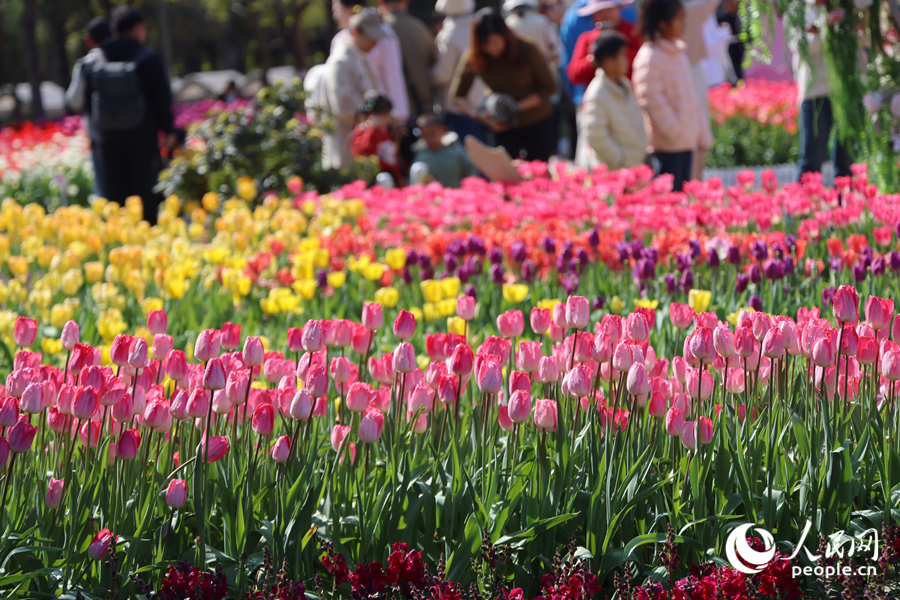 Sea of blooming tulips adds vibrant touch to Xiamen, SE China's Fujian