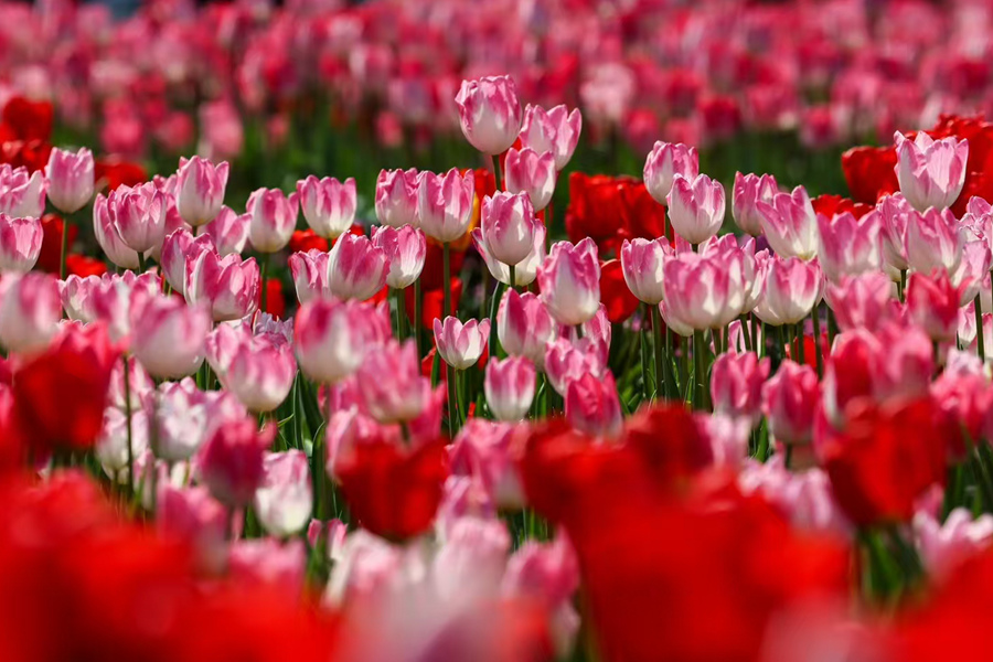 Sea of blooming tulips adds vibrant touch to Xiamen, SE China's Fujian