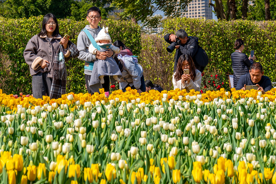 Sea of blooming tulips adds vibrant touch to Xiamen, SE China's Fujian