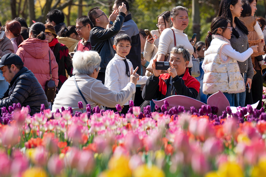 Sea of blooming tulips adds vibrant touch to Xiamen, SE China's Fujian