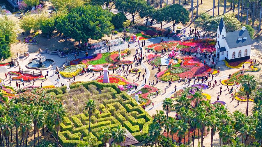 Sea of blooming tulips adds vibrant touch to Xiamen, SE China's Fujian