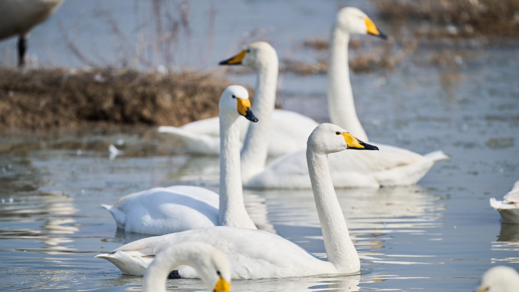 Salt-lake wetlands in N China's Shanxi flourish as winter haven for migratory birds