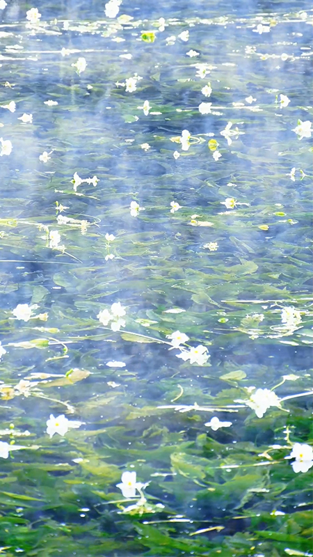 Seaweed flowers blossom at the source of Jianhu Lake in Dali, SW China's Yunnan