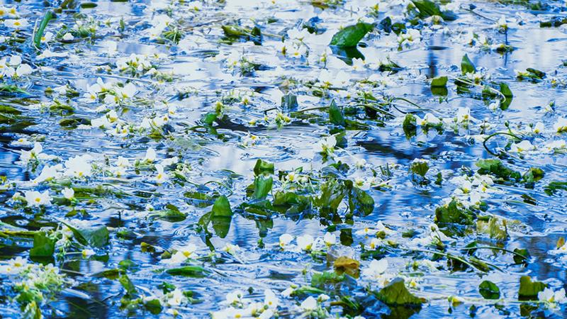 Seaweed flowers blossom at the source of Jianhu Lake in Dali, SW China's Yunnan