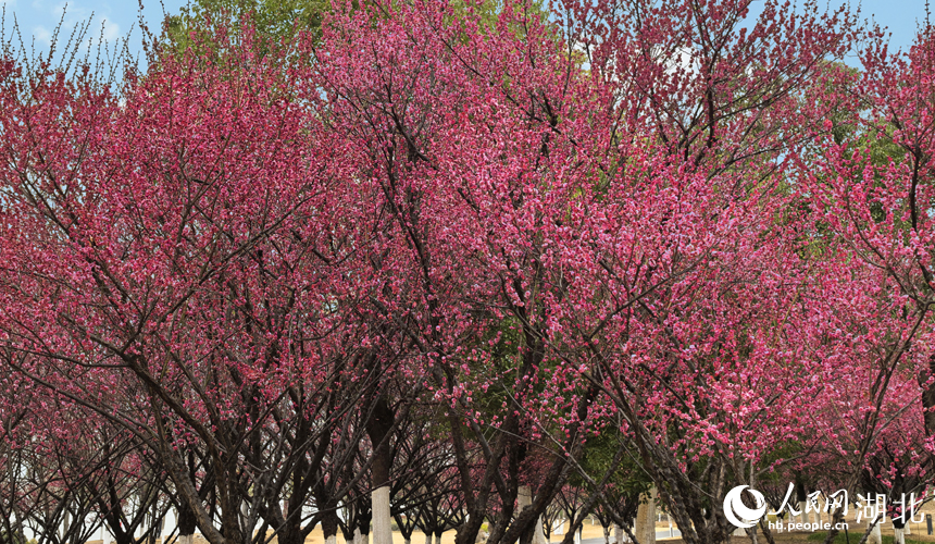 In pics: Plum blossoms in full bloom in C China's Wuhan