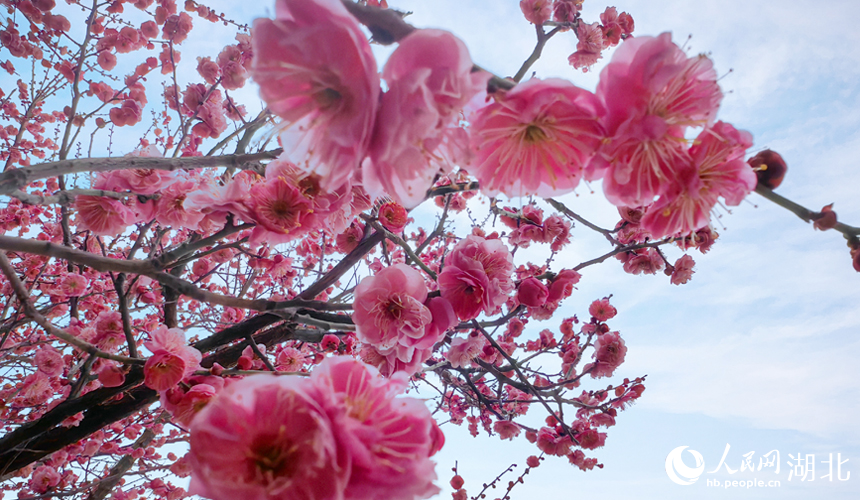 In pics: Plum blossoms in full bloom in C China's Wuhan