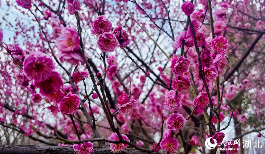 In pics: Plum blossoms in full bloom in C China's Wuhan