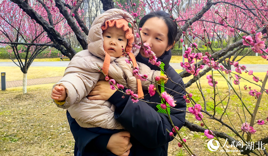 In pics: Plum blossoms in full bloom in C China's Wuhan