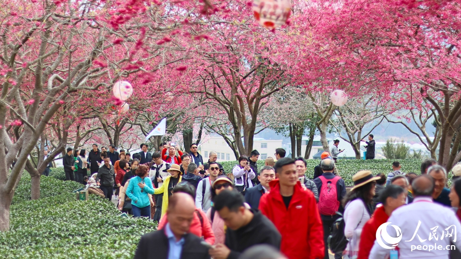 In pics: Cherry blossoms enter perfect viewing period in SE China's Fujian