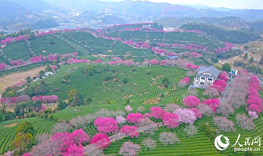 In pics: Cherry blossoms enter perfect viewing period in SE China's Fujian