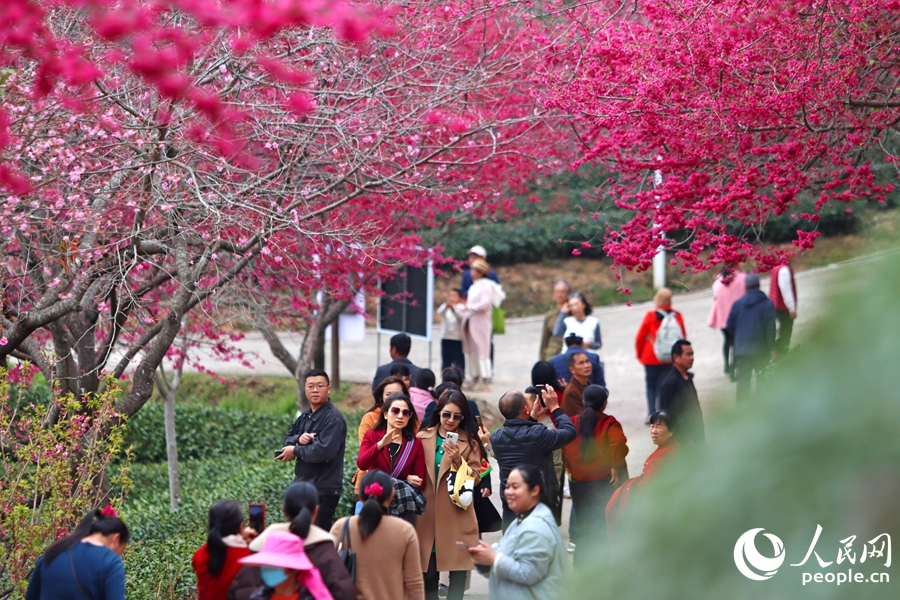 In pics: Cherry blossoms enter perfect viewing period in SE China's Fujian