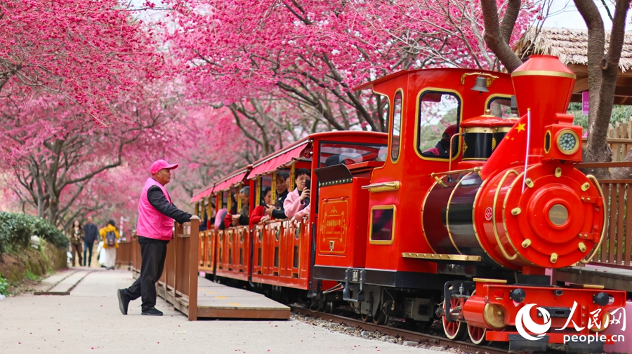 In pics: Cherry blossoms enter perfect viewing period in SE China's Fujian