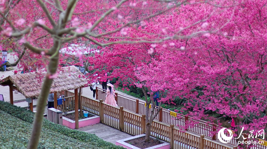 In pics: Cherry blossoms enter perfect viewing period in SE China's Fujian