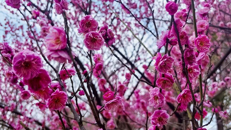 Plum blossoms in full bloom in C China's Wuhan