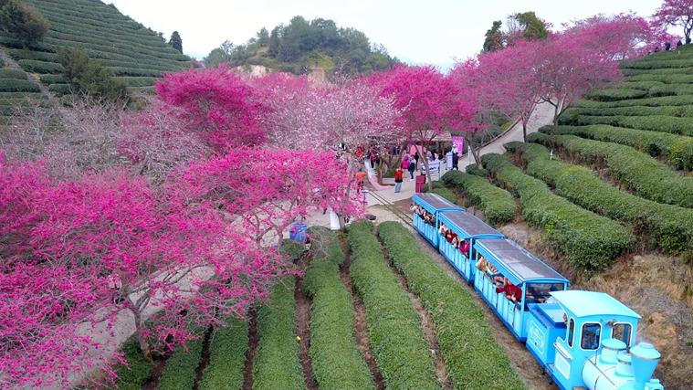 Cherry blossoms enter perfect viewing period in SE China's Fujian